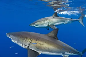 Great white sharks (Carcharodon carcharias) males beneath the surface. Guadalupe Island Great white sharks (Carcharodon carcharias) males beneath the surface. Guadalupe Island