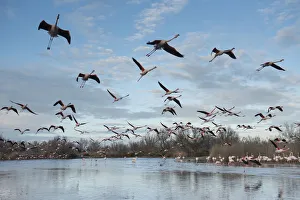 Greater flamingo (Phoenicopterus roseus) flock in flight, Pont de Gau Ornithological Park Greater flamingo (Phoenicopterus roseus) flock in flight, Pont de Gau Ornithological Park
