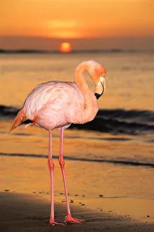 Greater flamingo at sunset on beach {Phoenicopterus ruber} Floreana Island Galapagos Greater flamingo at sunset on beach {Phoenicopterus ruber} Floreana Island Galapagos