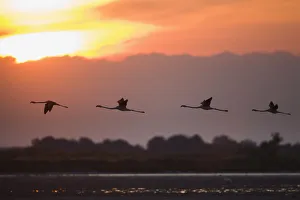 Greater flamingos (Phoenicopterus roseus) in flight, silhouetted against sky at sunrise Greater flamingos (Phoenicopterus roseus) in flight, silhouetted against sky at sunrise