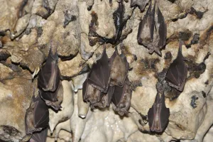 Greater Horseshoe Bats (Rhinolophus ferrumequinum) roosting, Piatra Craiului National Park Greater Horseshoe Bats (Rhinolophus ferrumequinum) roosting, Piatra Craiului National Park