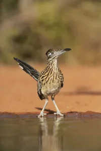 Greater roadrunner (Geococcyx californianus), adult drinking, Rio Grande Valley, South Texas Greater roadrunner (Geococcyx californianus), adult drinking, Rio Grande Valley, South Texas