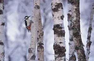 Greater spotted woodpecker {Dendrocopus major} amongst Silver birch trunks, Scotland, U Greater spotted woodpecker {Dendrocopus major} amongst Silver birch trunks, Scotland, U