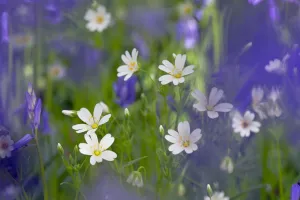 Greater Stitchwort (Stellaria holostea) and Bluebells (Hyacinthoides non-scripta) in flower Greater Stitchwort (Stellaria holostea) and Bluebells (Hyacinthoides non-scripta) in flower