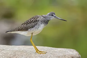 Greater yellowlegs (Tringa melanoleuca) standing on rock. Acadia National Park, Maine, USA Greater yellowlegs (Tringa melanoleuca) standing on rock. Acadia National Park, Maine, USA
