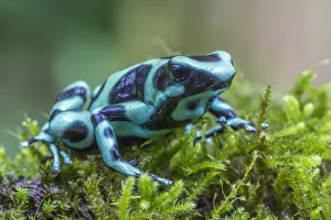 Green and black poison dart frog (Dendrobates auratus), La Selva Field Station, Costa Green and black poison dart frog (Dendrobates auratus), La Selva Field Station, Costa