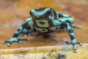 Green and black poison dart frog (Dendrobates auratus), La Selva Field Station, Costa Rica Green and black poison dart frog (Dendrobates auratus), La Selva Field Station, Costa Rica
