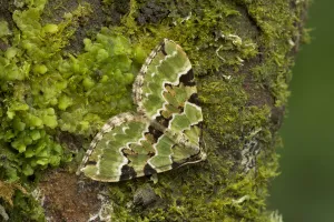 Green carpet (Colostygia pectinataria) Annagarriff Wood, County Armagh, Ireland, November Green carpet (Colostygia pectinataria) Annagarriff Wood, County Armagh, Ireland, November