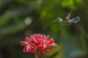Green-crowned brillian hummingbird (Heliodoxa jacula) visiting Torch ginger Green-crowned brillian hummingbird (Heliodoxa jacula) visiting Torch ginger
