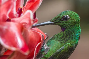 Green-crowned brillian-t hummingbird (Heliodoxa jacula) visiting Torch ginger flower Green-crowned brillian-t hummingbird (Heliodoxa jacula) visiting Torch ginger flower