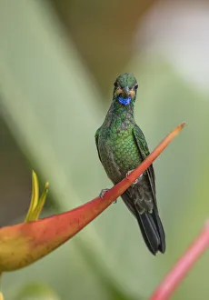 Green-crowned brilliant (Heliodoxa jacula) Mashpi Cloud Forest Reserve, Ecuador Green-crowned brilliant (Heliodoxa jacula) Mashpi Cloud Forest Reserve, Ecuador