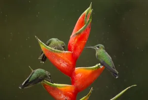 Green-crowned brilliant (Heliodoxa jacula), three feeding on Lobster-claw (Heliconia Green-crowned brilliant (Heliodoxa jacula), three feeding on Lobster-claw (Heliconia