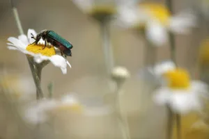 Green flower beetle {Cetoniinae} on Corn chamomile (Anthemis arvensis) Stenje region Green flower beetle {Cetoniinae} on Corn chamomile (Anthemis arvensis) Stenje region