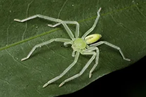 Green huntsman spider (Olios sp), Intervales State Park, Sao Paulo, Atlantic Forest Green huntsman spider (Olios sp), Intervales State Park, Sao Paulo, Atlantic Forest
