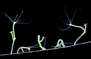 Green Hydra (Hydra viridis) walking. Digital Composite showing five movement stages. UK Green Hydra (Hydra viridis) walking. Digital Composite showing five movement stages. UK