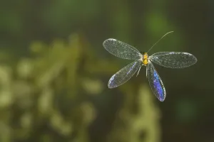 Green lacewing (Abachrysa eureka) in flight,, Tuscaloosa County, Alabama, USA Controlled conditions Green lacewing (Abachrysa eureka) in flight,, Tuscaloosa County, Alabama, USA Controlled conditions