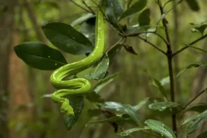 Green Python (Morelia viridis) in the rain forest, Iron Range National Park Green Python (Morelia viridis) in the rain forest, Iron Range National Park