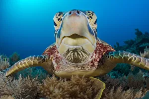 Green sea turtle (Chelonia mydas) female resting on a coral reef. Rock Islands, Palau, Mirconesia Green sea turtle (Chelonia mydas) female resting on a coral reef. Rock Islands, Palau, Mirconesia