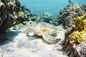 Green sea turtle (Chelonia mydas) resting in a coral reef. Eleuthera, Bahamas Green sea turtle (Chelonia mydas) resting in a coral reef. Eleuthera, Bahamas