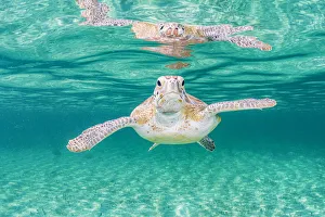 Green sea turtle (Chelonia mydas) near the surface in shallow water, Eleuthera, Bahamas Green sea turtle (Chelonia mydas) near the surface in shallow water, Eleuthera, Bahamas