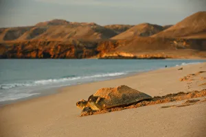 Green sea turtle (Chelonia mydas) heading back to sea after laying eggs on the beach Green sea turtle (Chelonia mydas) heading back to sea after laying eggs on the beach
