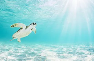 Green sea turtle (Chelonia mydas) near surface in shallow water. The Bahamas Green sea turtle (Chelonia mydas) near surface in shallow water. The Bahamas