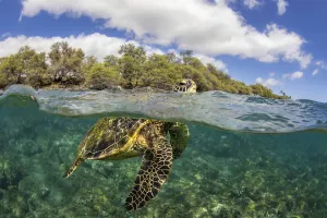 A Green sea turtle (Chelonia mydas) at surface to breathe, over shallow reef A Green sea turtle (Chelonia mydas) at surface to breathe, over shallow reef