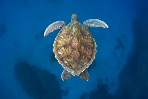 Green sea turtle (Chelonia mydas) Tenerife, Canary Islands Green sea turtle (Chelonia mydas) Tenerife, Canary Islands