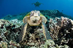 Green Sea Turtles (Chelonia mydas) gathering at a cleaning station off where small Green Sea Turtles (Chelonia mydas) gathering at a cleaning station off where small