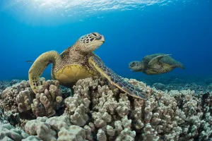 Green sea turtles (Chelonia mydas) on corals, Hawaii Green sea turtles (Chelonia mydas) on corals, Hawaii