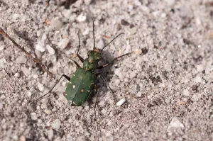Green tiger beetle (Cicindela campestris), Arne RSPB reserve, Dorset, England, UK, July Green tiger beetle (Cicindela campestris), Arne RSPB reserve, Dorset, England, UK, July