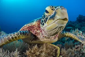 Green turtle (Chelonia mydas) female on a coral reef. Rock Islands, Palau, Micronesia Green turtle (Chelonia mydas) female on a coral reef. Rock Islands, Palau, Micronesia