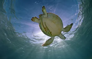Green turtle (Chelonia mydas) with rays of sunlight, Akumal, Caribbean Sea, Mexico, January Green turtle (Chelonia mydas) with rays of sunlight, Akumal, Caribbean Sea, Mexico, January