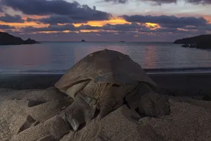 Green Turtle (Chelonia mydas) returning to the sea, IUCN Endangered, Socorro Island Green Turtle (Chelonia mydas) returning to the sea, IUCN Endangered, Socorro Island