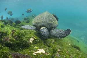 Green turtle (Chelonia mydas) swimming, Punta Espinosa, Fernandina Island, Galapagos, Ecuador, May Green turtle (Chelonia mydas) swimming, Punta Espinosa, Fernandina Island, Galapagos, Ecuador, May
