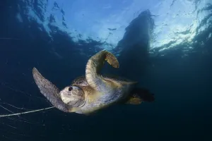 Green Turtle (Chelonia mydas) trapped in fishing net, Sea of Cortez (Gulf of California) Green Turtle (Chelonia mydas) trapped in fishing net, Sea of Cortez (Gulf of California)