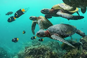 Green turtles (Chelonia mydas) swimming with angelfish, Punta Vicente Roca Green turtles (Chelonia mydas) swimming with angelfish, Punta Vicente Roca