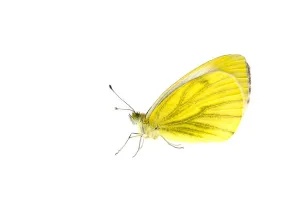 Green-veined white butterfly (Pieris napi), Lorsch, Hessen, Germany. May. Meetyourneighbours Green-veined white butterfly (Pieris napi), Lorsch, Hessen, Germany. May. Meetyourneighbours