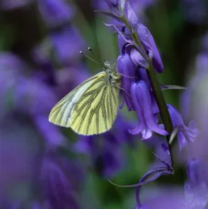 Green-veined white butterfly (Pieris napi) resting on Bluebell flower, Clare Glen Green-veined white butterfly (Pieris napi) resting on Bluebell flower, Clare Glen