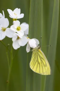 Green-veined white butterfly (Pieris napi) Whitelye Common Nature Reserve, Monmouthshire Green-veined white butterfly (Pieris napi) Whitelye Common Nature Reserve, Monmouthshire