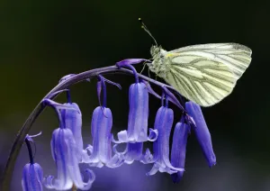 Green Veined White Butterfly (Pieris napi) resting on the flowering stem of a native Green Veined White Butterfly (Pieris napi) resting on the flowering stem of a native