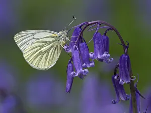 Green Veined White Butterfly (Pieris napi) Roosting on Bluebell flower, Cambridgeshire Green Veined White Butterfly (Pieris napi) Roosting on Bluebell flower, Cambridgeshire