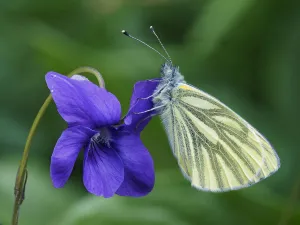 Green veined white butterfly (Pieris napi) roosting on a Dog Violet flower, Hertofrdshire Green veined white butterfly (Pieris napi) roosting on a Dog Violet flower, Hertofrdshire
