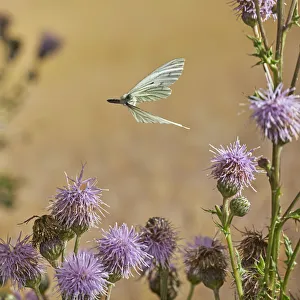 Green veined white butterfly (Pieris napi) in flight, Rookery Wood, Sussex, England, UK, August Green veined white butterfly (Pieris napi) in flight, Rookery Wood, Sussex, England, UK, August