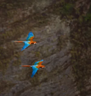Green winged macaw (Ara chloroptera) pair flying, Chapada dos Guimaraes, Mato Grosso Green winged macaw (Ara chloroptera) pair flying, Chapada dos Guimaraes, Mato Grosso