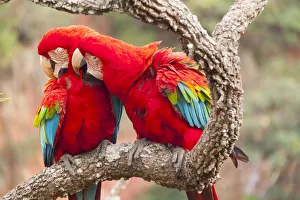 Green-winged macaws (Ara chloroptera) preening each other. Brazil. South America Green-winged macaws (Ara chloroptera) preening each other. Brazil. South America