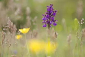 Green-winged orchid (Anacamptis morio morio) in flower, Gargano NP, Gargano Peninsula Green-winged orchid (Anacamptis morio morio) in flower, Gargano NP, Gargano Peninsula