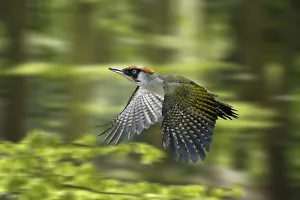 Green Woodpecker (Picus viridis) male flying through Beech woodland in spring, digital composite Green Woodpecker (Picus viridis) male flying through Beech woodland in spring, digital composite