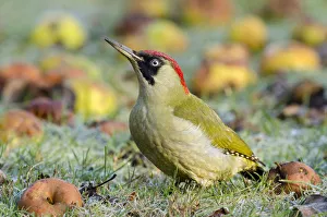 Green Woodpecker (Picus viridis) female among wind-fallen apples. Hertfordshire, England Green Woodpecker (Picus viridis) female among wind-fallen apples. Hertfordshire, England