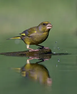 Greenfinch (Carduelis chloris) drinking, Pusztaszer, Hungary, May 2008 Greenfinch (Carduelis chloris) drinking, Pusztaszer, Hungary, May 2008